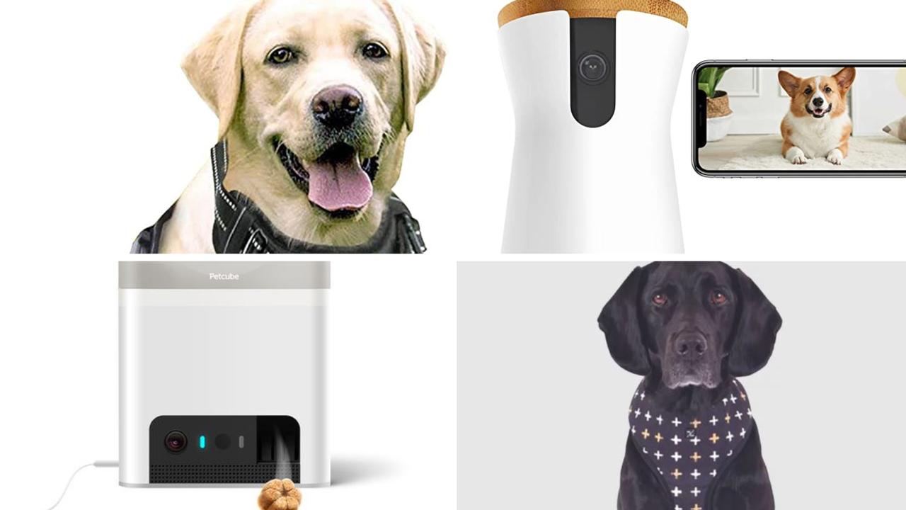 10 Best Dog Treat-Dispensing Cameras in 2023