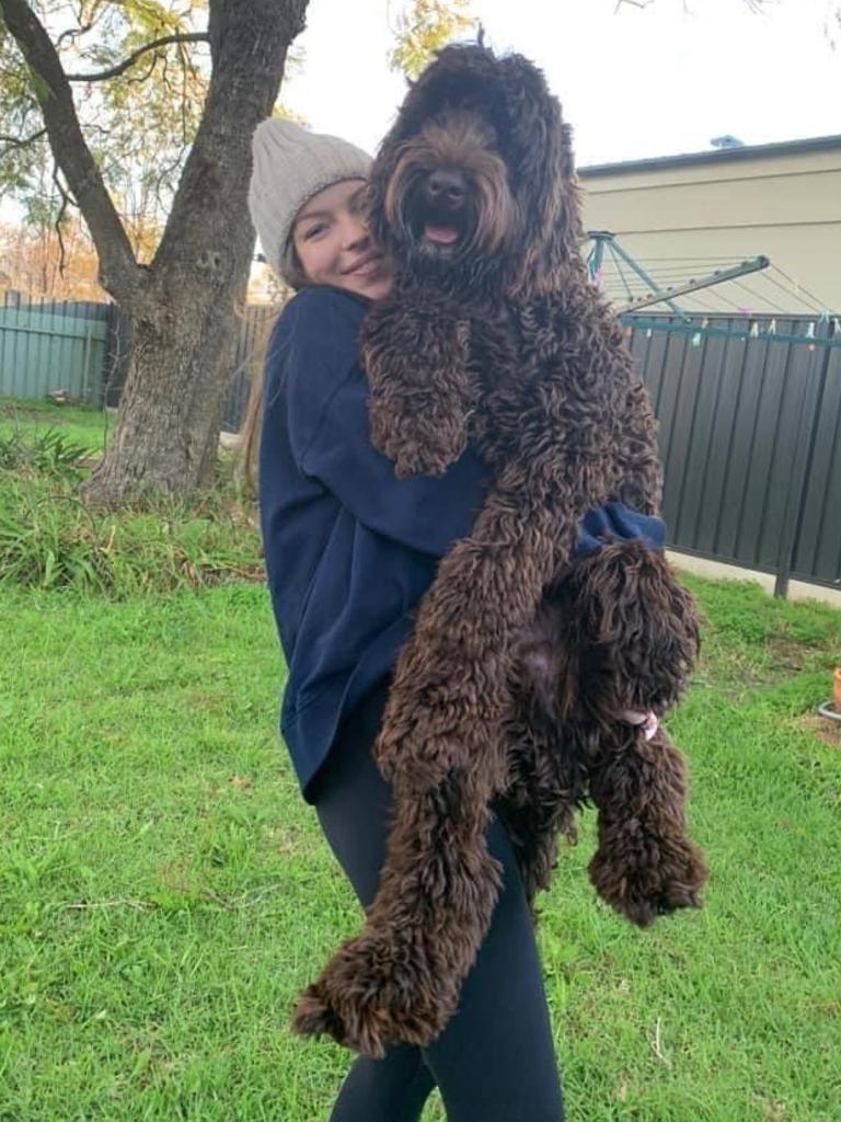 Big reward in search for Streaky Bay missing dog Oakley | The Advertiser
