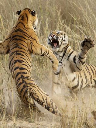 Must not publish until midnight Saturday 20th December MUST CREDIT PHOTOGRAPHER AND INCLUDE CAPTION AND PROMOTE 2014 National Geographic Photography Contest Honorable Mention Nature Photo and caption by Archna Singh /National Geographic 2014 Photo Contest “Muscle Power” This playful fight amongst two young sub adult Tigers was indeed a brilliant life time opportunity that lasted exactly 4-5 seconds. The cubs were sitting in the grass as dusk approached when suddenly one of them sneaked up behind the other and what happened next is captured in this image. Location: Bandhavgarh National Park, Madhya Pradesh, India This playful fight amongst two young sub adult Tigers was indeed a brilliant life time opportunity, that lasted exactly 4-5 seconds. The cubs were sitting in the grass as dusk approached when suddenly one of them sneaked up behind the other and what happened next is captured in this image. This playful fight amongst the siblings is what prepares them for their survival in the wild. The sheer power of the Tiger is beautifully captured in this image and portrays the sheer muscle power that these magnificent cats possess. May 5th, 2014, Bandhavgarh National Park, Madhya Pradesh, India.