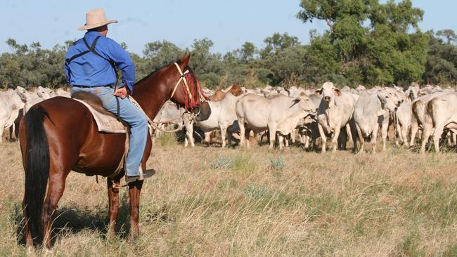 High steaks: Mustering time on a Stanbroke property.