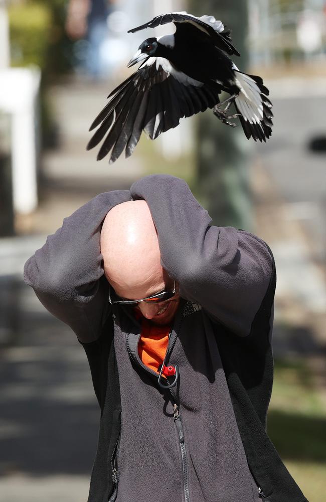 Paul Bryant, 38, being attacked by the same magpie that caused the horrific accident. Picture: Liam Kidston