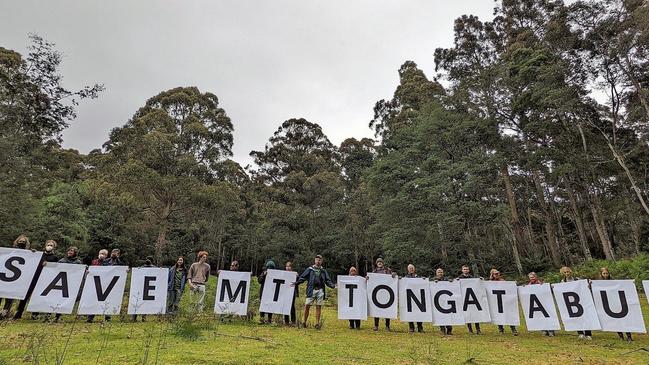 A community group, â&#128;&#156;Save Tongatabuâ&#128;&#157;, was set up in protest against logging in an area it described as laden with diverse native trees, vegetation and wildlife - and breeding ground for the critically endangered swift parrot. Picture: The Wilderness Society