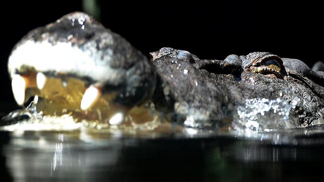 A huge saltwater crocodile pictured in waters at night. Picture: William West.