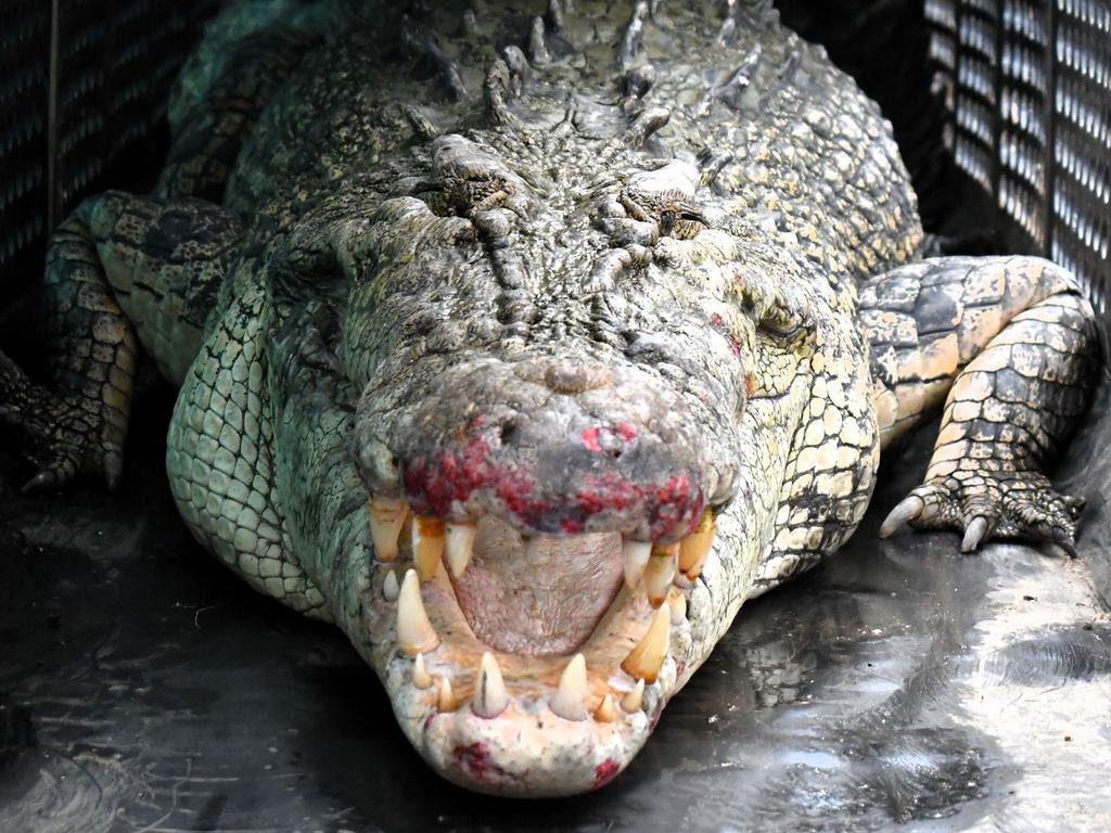 A crocodile has been captured at Cardwell. Picture: Cameron Bates