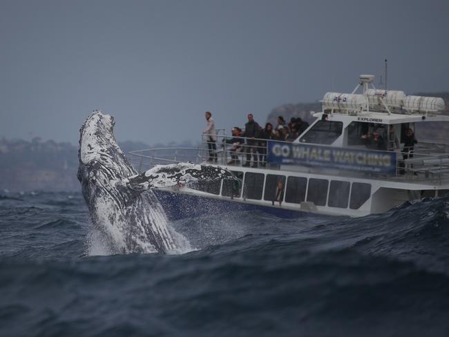 Wild conditions in Sydney Harbour as a Humpback whale jumps out of the water for an onlooking whale watching boat. Picture: Jonas Liebschner of Whale Watching Sydney