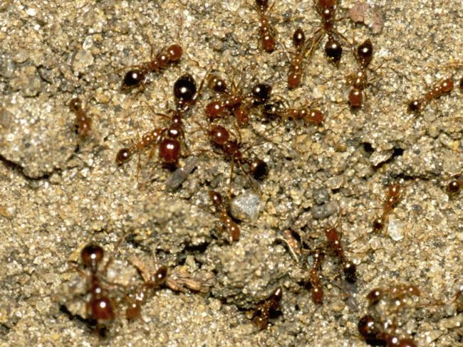 Fire ants have been found in Oakey. Photos: Invasive Species Council