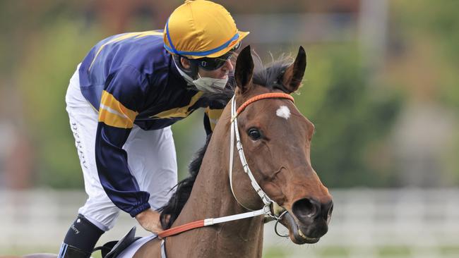 Tommy Berry and Masked Crusader return to scale after winning last year’s ACY Securities Premiere Stakes at Randwick. Picture: Mark Evans/Getty Images