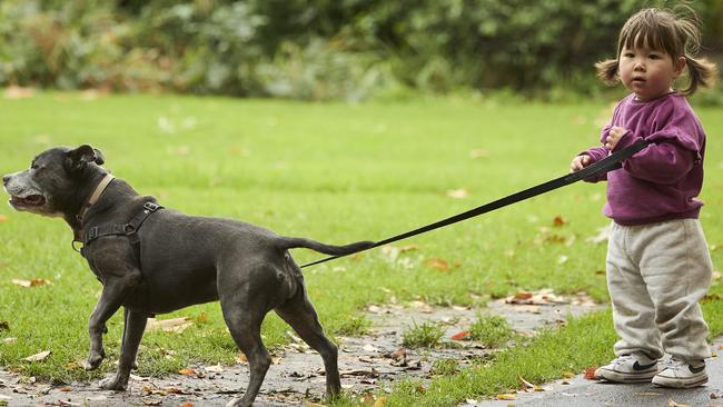 Million Paws Walk at Adelaide Botanic Gardens. Picture: Matt Loxton