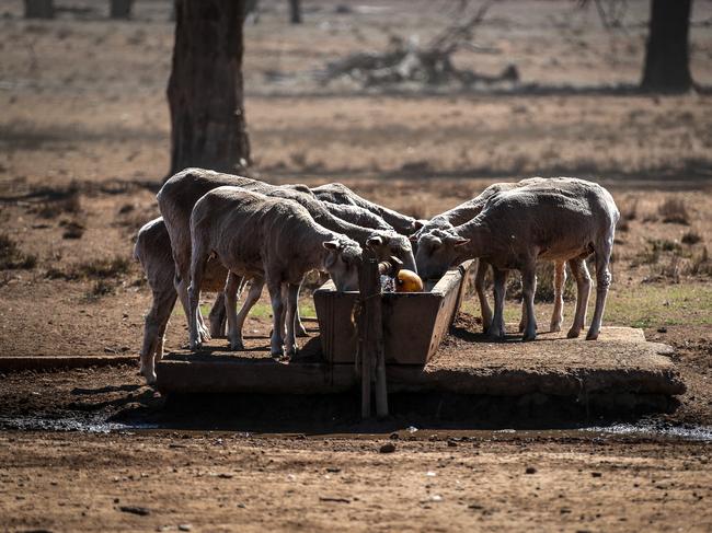 Sheep drink from a water trough after eating feed that Australian farmer Richard Gillham dropped in a drought-affected paddock on his property 'Barber's Lagoon' located on the outskirts of the north-western New South Wales town of Boggabri, Australia, on October 4, 2019. Gillham is a sixth generation sheep farmer, who has been buying feed at $1000 per day for more than two years to keep his stock alive.  The Bureau of Meteorology (BOM) has declared the ongoing drought across the Murray Darling Basin to be the worst on record, with current conditions now exceeding the Federation Drought (1895-1903), the WWII drought (1937-1947) and the Millennium drought (1997-2009). The Federal and NSW Governments announced a new drought emergency funding plan on Sunday 13 October, with $1billion to go to water infrastructure for rural and regional communities impacted by the devastating drought in NSW, including a $650m upgrade of Wyangala Dam in the NSW central west and a $480m new Dungowan Dam near Tamworth. However, critics of the plan are calling for more immediate solutions as well as more environmental checks around the dams to ensure they dont further impact the health of the river systems.