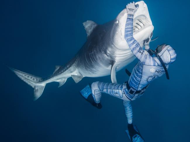 Jaws of death. Seybald says the animal bares its teeth to show its dominance. Picture: Cam Grant/Pierrick Seybald/Australscope