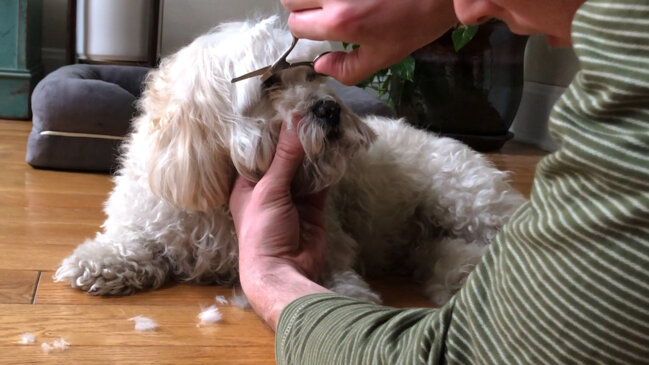 How to Safely Groom Your Dog Between Haircuts