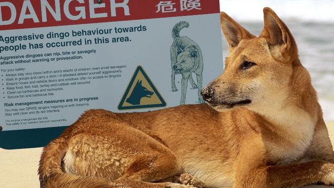 Child bitten by dingo during island photo op