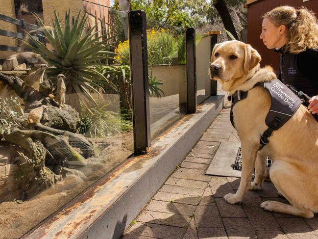 Who needs a mere cat, when you can meet a meerkat? Assistance dogs are now welcomed through the gates of Adelaide Zoo. Picture: Supplied