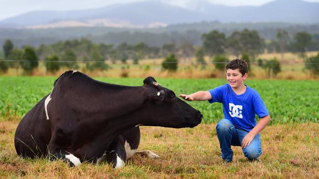 Dairy farmers have been hit by collapsing milk prices. Picture: Zoe Phillips