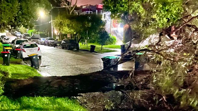 The fallen tree in Gulliver St, Brookvale. The SES is advising to keep away from trees today. Picture: SES Manly. Picture: SES Manly