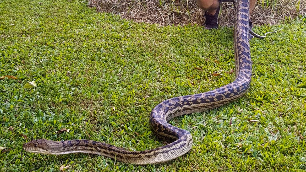 Cairns snakes Snake catcher’s grim warning for pet owners The Cairns