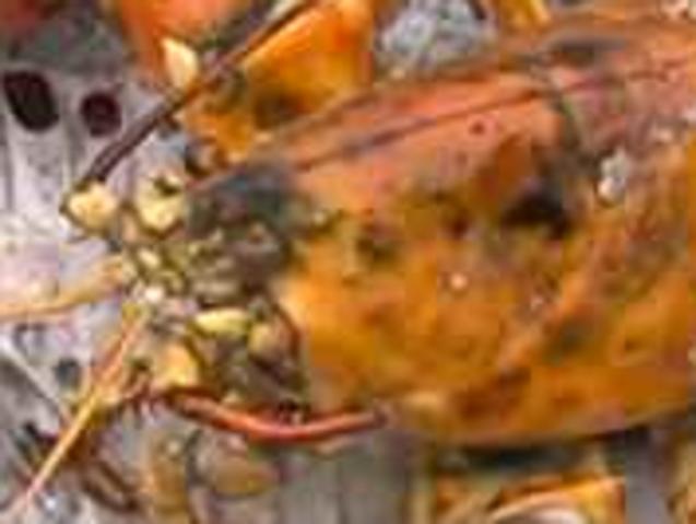 CREDIT: WTNH A lobster fisherman got the surprise of his life after catching a rare crustation, that looked like it had already been cooked. Fisherman's name is Jere Lacoske