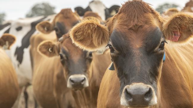 DAIRY: Rohan Sprunt at KaarimbaDairy farmer Rohan Sprunt on farm at KaarimbaPICTURED: Generic dairy farm. Jersey and Holstein cows. Stock Photo.Picture: Zoe Phillips