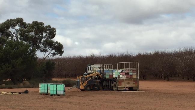 Bee hives' long journey from Queensland to Victoria