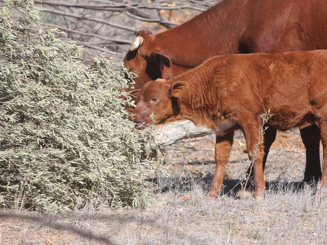 Mulga trees make good fodder for cattle during drought.