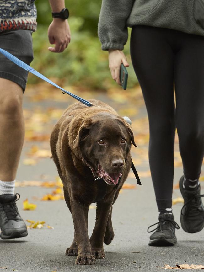Million Paws Walk in the Adelaide Botanic Gardens, Sunday, May 28, 2023. Picture: Matt Loxton