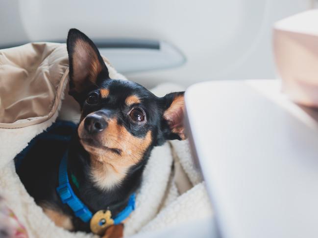 Requirements have changed for those travelling by land, sea or air into the US with their dog. Picture: Supplied/iStock