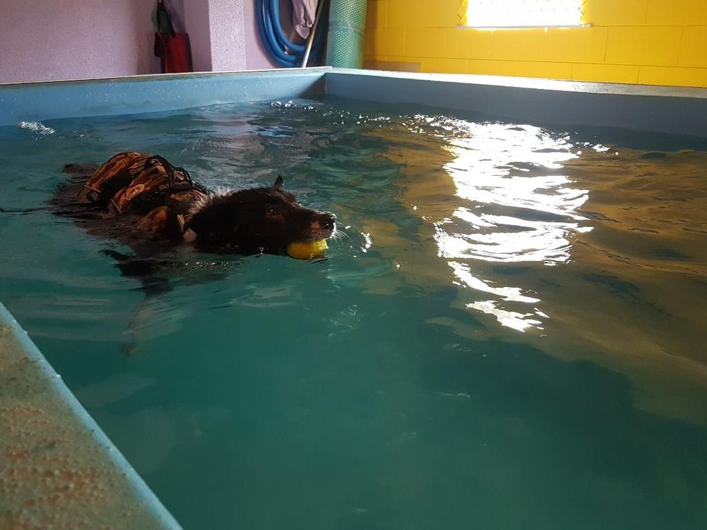 Many doggy day care centres also offer other services for additional fees. Boston the 12-year-old border collie during one of her hydrotherapy sessions at Canine Cubby in Loganholme. Picture: Supplied