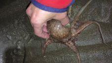 Locals Baffled as Dozens of Octopus Come Ashore Along Welsh Beach. Credit - Brett Stones via Storyful