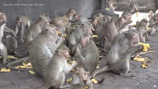 Monkeys invade city, force tourists out