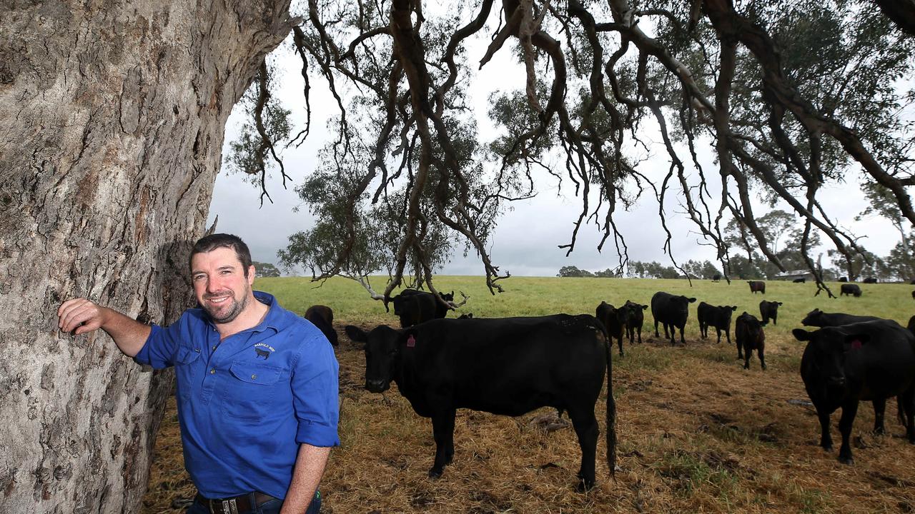 Barfold Beef farmer Matthew Shea, Barfold,  Picture Yuri Kouzmin