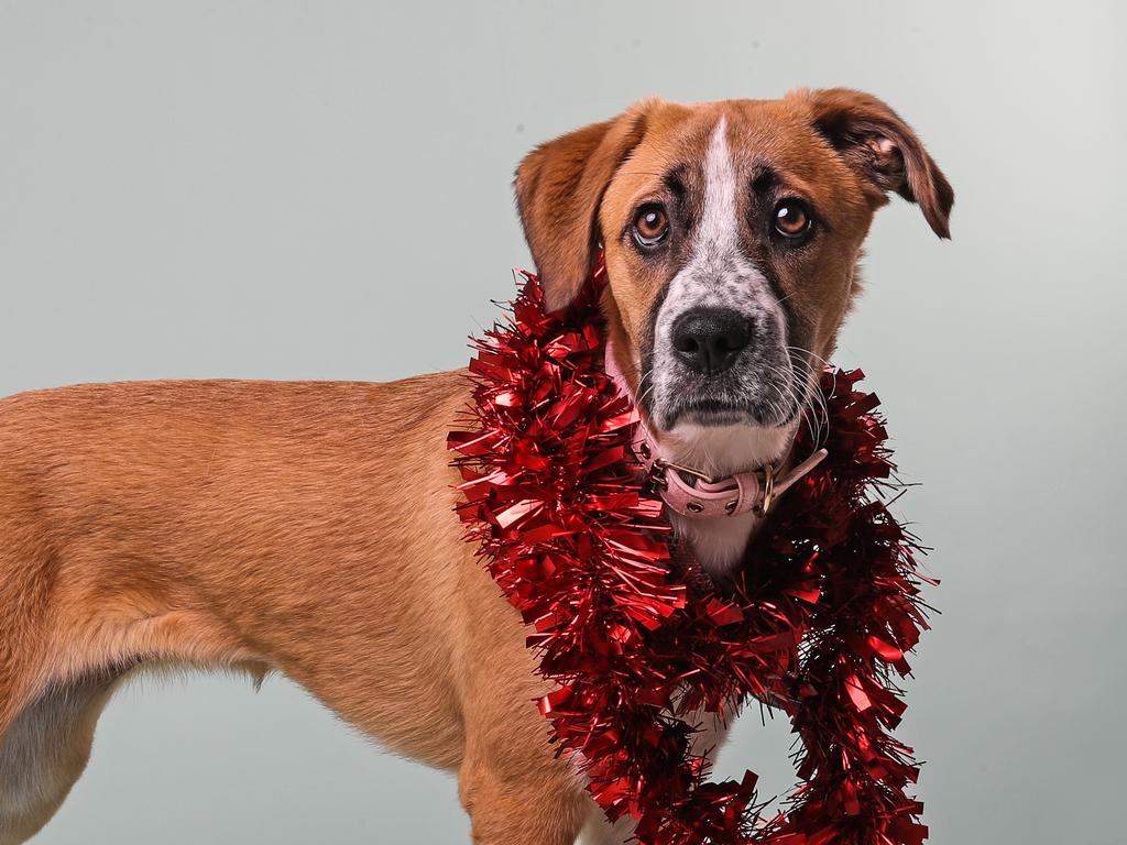 Miley is a five-month-old Maremma cross Anatolian Shepherd. Being a youngster she’s an active, playful and affectionate girl. She’s desexed, microchipped, vaccinated, worm and flea treated and $562 to adopt with a Foundation Training Class at RSPCA School for Pets. Picture: Zak Simmonds