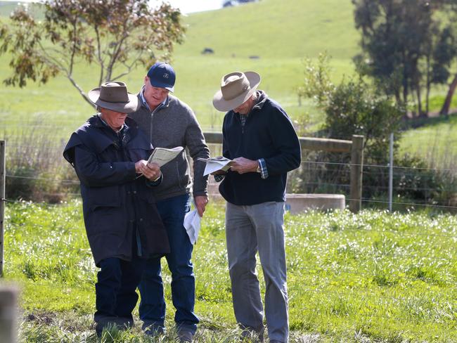 70 bulls were up for auction via the Helmsman auction system at the Paringa spring bull sale. Picture: Andy Rogers