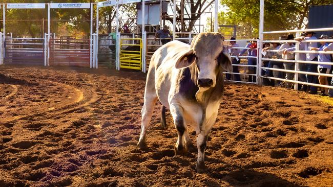 A man and a child were injured when a bull broke loose and charged through a crowd at the Kununurra Rodeo on Saturday night. Picture Facebook / Kununurra Campdraft and Rodeo Association