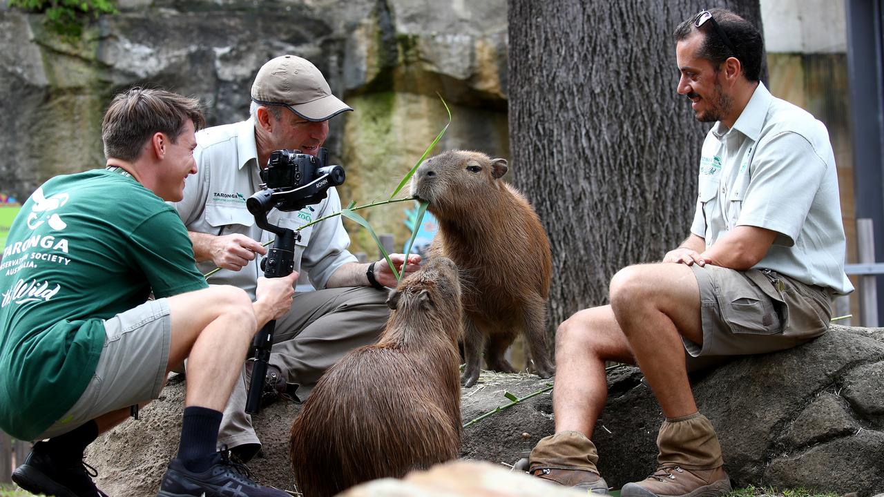 Guy Dixon (left), Hayden Turner (centre) and Johny Wade (right) record a segment with the Capybaras for Taronga TV. Picture: Toby Zerna