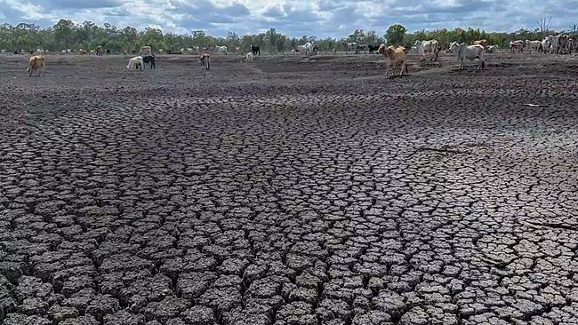 Dams are dry and feed is difficult to source for stock as regions are crippled by drought.