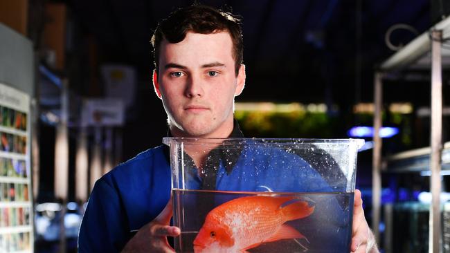 A1 Aquariums Hayden Lyon with a Red Devil Cichlid, a common pet fish that becomes a pest when released into the wild. Picture: Alix Sweeney