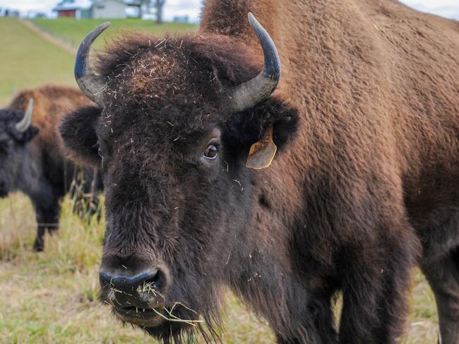 Bison are wary of people but trusting and use to John's family.