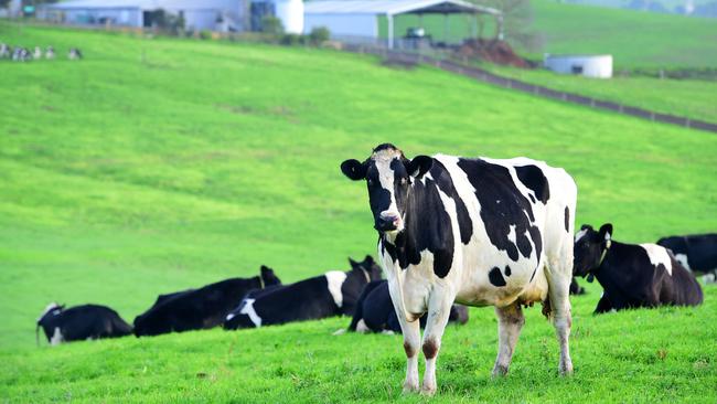 An alternative to the Australian Dairy Plan gives farmers a powerful platform to advocate for policy change — independent of processors. Picture: Zoe Philips