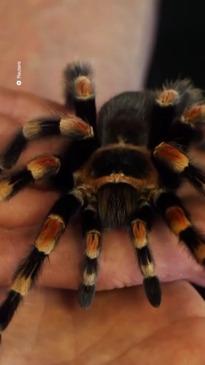 Could You Learn to Love This Giant Hairy Spider?