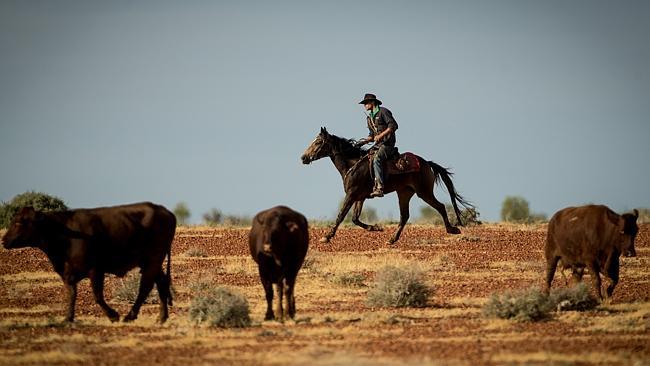 Kidman Cattle Company