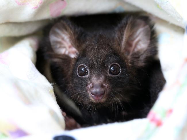 Fears for threatened glider reignite forestry ban debate