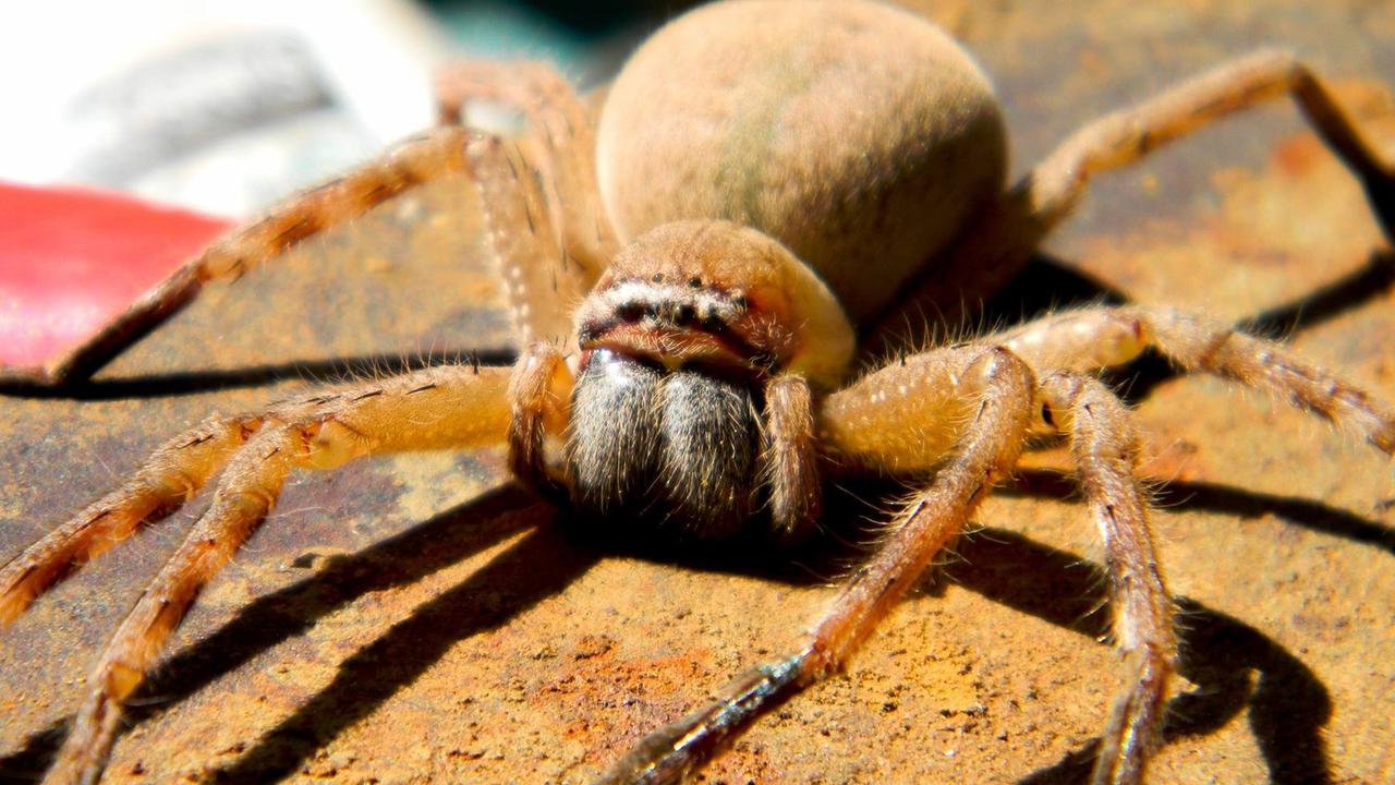 Huntsman spiders are not considered dangerous for humans.