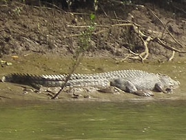 These images show a 3.5m saltwater crocodile on the bank of the Mary River downstream from Maryborough.