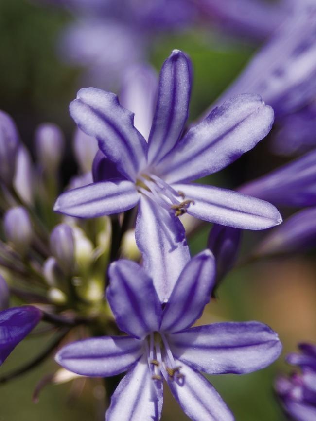 Agapanthus ‘Baby Pete’