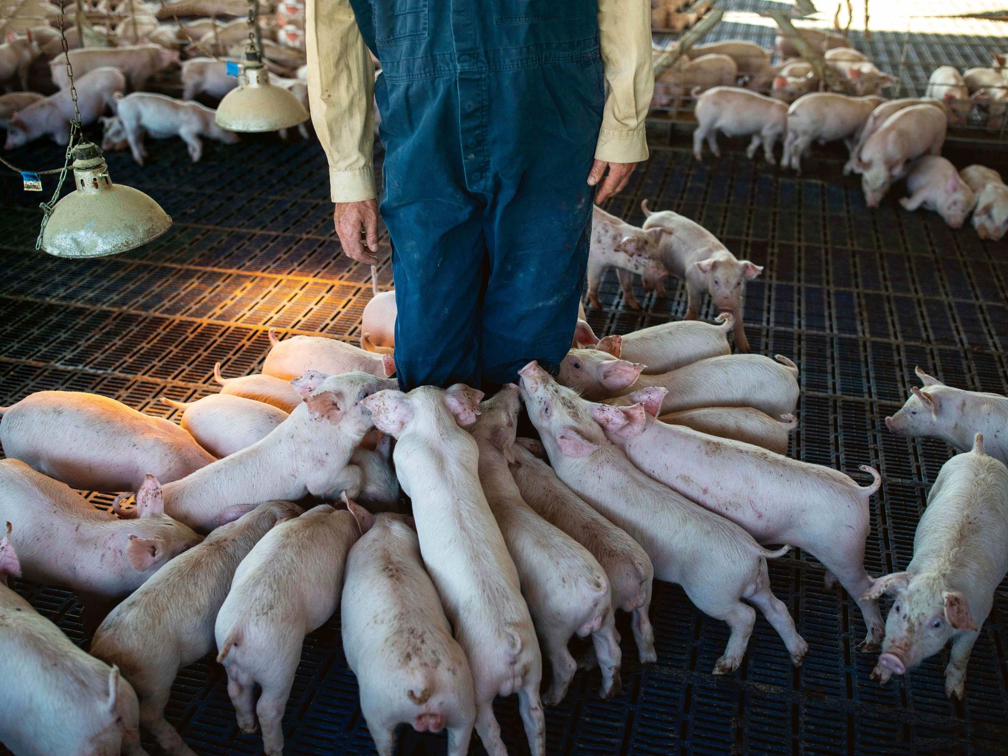 Piggery in the middle: the battle for meat-eaters' hearts and minds | The  Australian