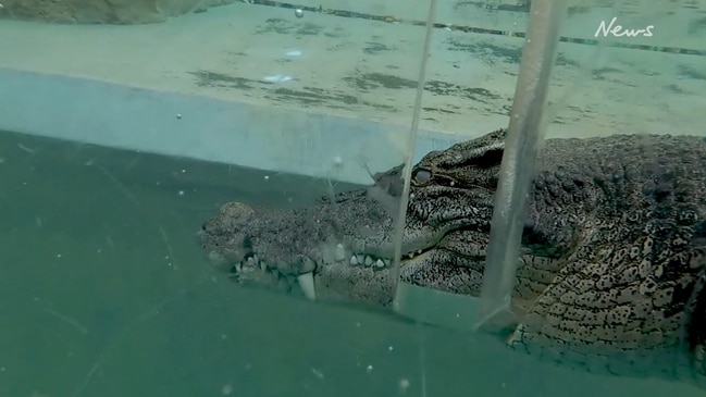 Gold Coast Suns players Brandon Ellis and Tayla Thorn take a dive with a  massive croc