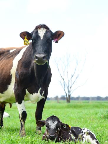 The mission at How Now Dairy is to rid the world of Bobby Calves - the 5 day old calves that are essentially a by-product in the commercial world of Dairy Farming. Picture: Zoe Phillips