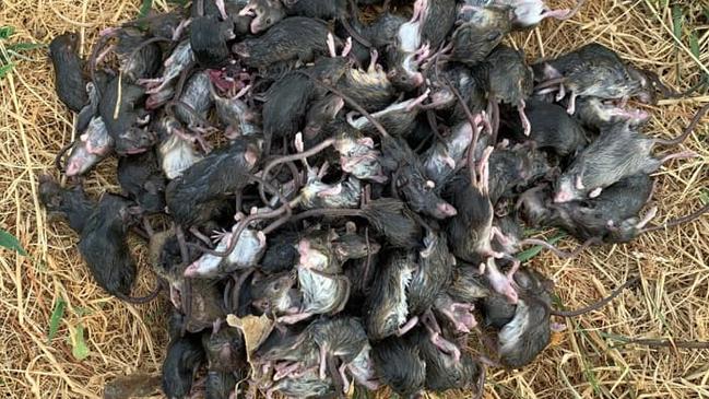 Mice plagues have ravaged parts of NSW and southern Queensland. Pic: Geoff Wilson