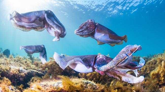 Cuttlefish in one of SA’s marine parks. Picture: Carl Charter