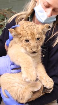 Baby lions born at Aussie zoo are next-level cute